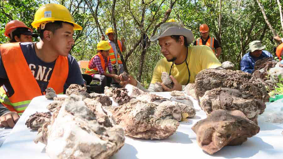 Descubren F Siles Marinos De Millones De A Os En Metap N Noticias