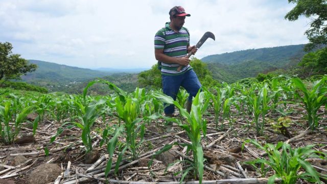 Ministerio de Agricultura trabaja una reserva estratégica de granos