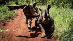 Kenya rinoceronte