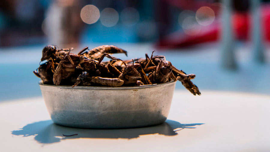 Estos son los platillos más asquerosos del mundo