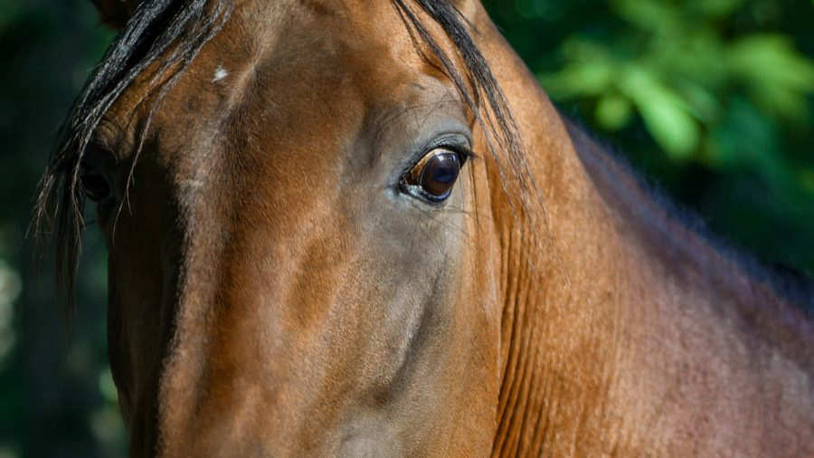 descripci�n de la imagen