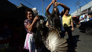 EL PAVO DE NAVIDAD