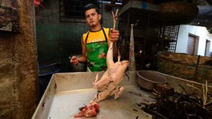 EL PAVO DE NAVIDAD