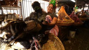 EL PAVO DE NAVIDAD