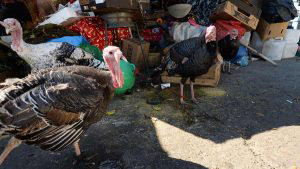 EL PAVO DE NAVIDAD