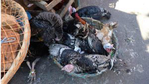 EL PAVO DE NAVIDAD