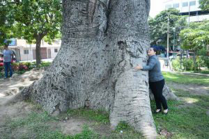 Ceiba del parque de  Antiguo Cuscatln,sera  talada en 7 d’as
