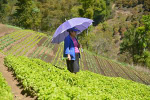 cultivando oportunidades,Doa Elida Dubn ,Las Pilas ,lechuga  repollada y de palmita.