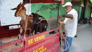 Historia Luis Lagos, hondureo que vende leche de cabra en San Miguel