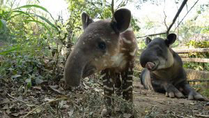 Cachorro-tapir_02