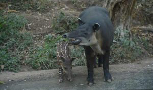 Cachorro-tapir_03
