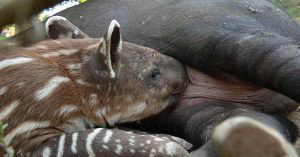 Cachorro-tapir_05
