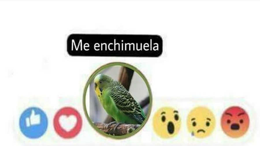 Chimuelo2