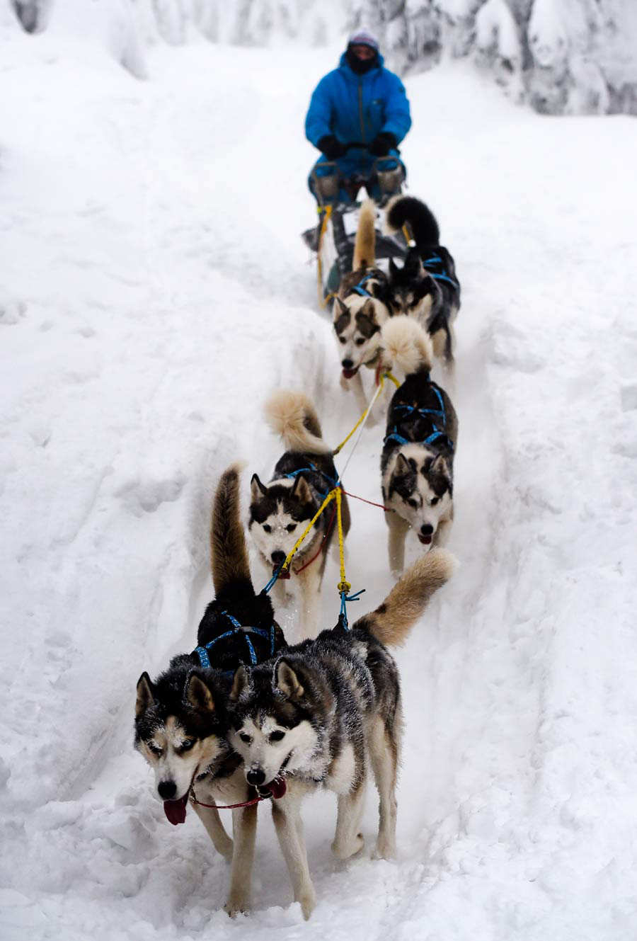 Impresionantes imágenes de las carreras de perros en la nieve de Europa