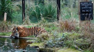 Jae Jae, a Sumatran tiger