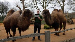 Zoo keeper Micky Tiley poses with Bactrian camels called Genghis and