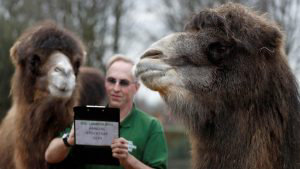 Zoo keeper Micky Tiley poses with Bactrian camels called Genghis and