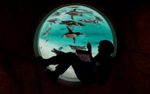 A zoo keeper poses with penguins during the annual stock take at the
