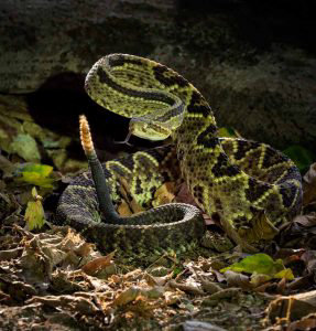 Central American Rattlesnake (Crotalus simus), in threatening posture, Costa Rica, October