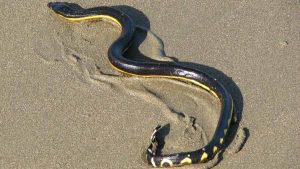 7-serpiente-marina-Pelamis_platuras