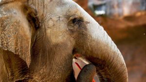 Zoolgico La Aurora de Guatemala celebra 58 cumpleaos de elefanta Trompita