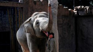 Zoolgico La Aurora de Guatemala celebra 58 cumpleaos de elefanta Trompita