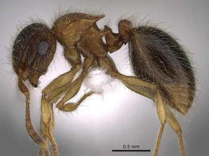 Descubren una nueva especie de hormiga en la pennsula arbiga