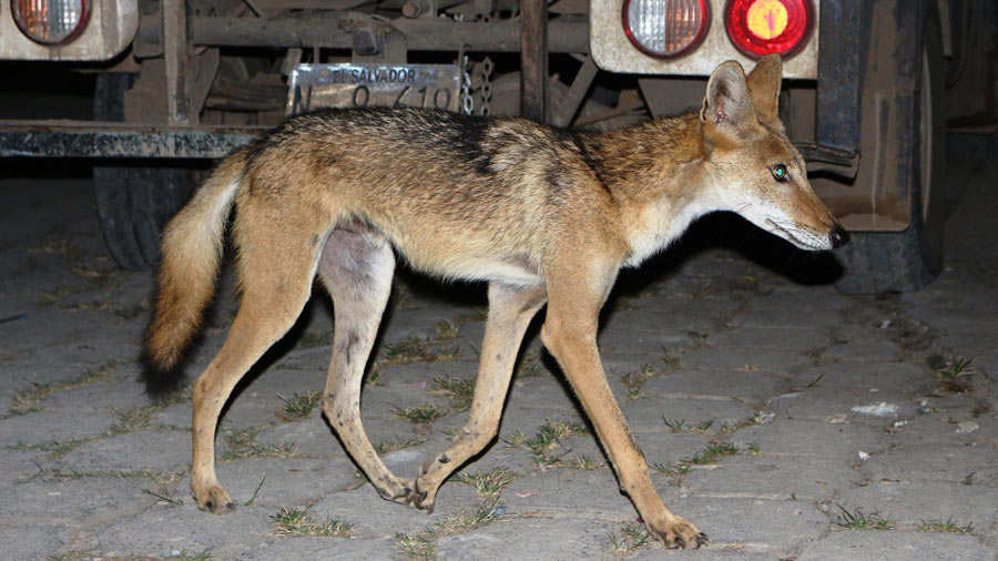 "Los coyotes son tan comunes como los conejos 