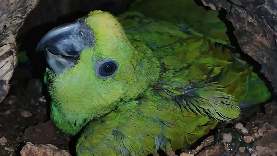 Ambientalistas al rescate del último nido de la lora nuca amarilla