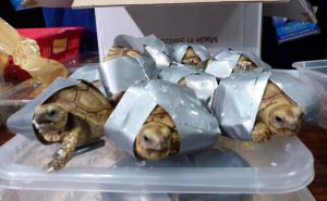 Encuentran 1.529 tortugas exticas en maletas en el aeropuerto de Manila