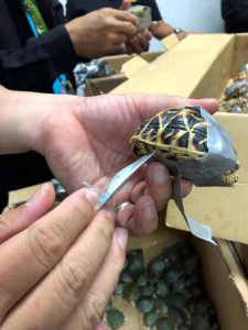 Encuentran 1.529 tortugas exticas en maletas en el aeropuerto de Manila