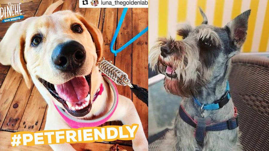 Algunos restaurantes y comercios que son petfriendly en El Salvador Noticias de El Salvador