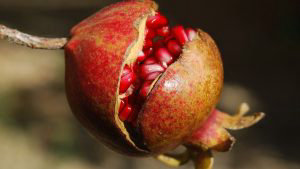 jugo de granada para la salud de la próstata jugo de granada para la salud de la próstata
