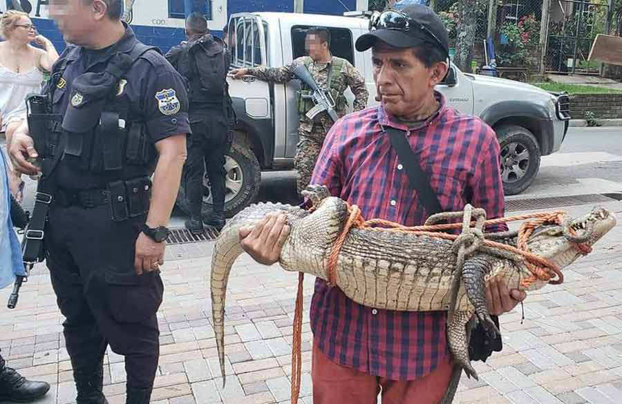 Cocodrilo San José Guayabal