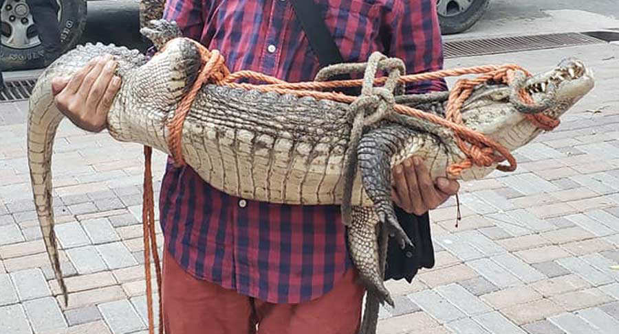 Cocodrilo San José Guayabal