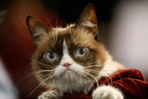 Internet net star Grumpy Cat dies at age of seven