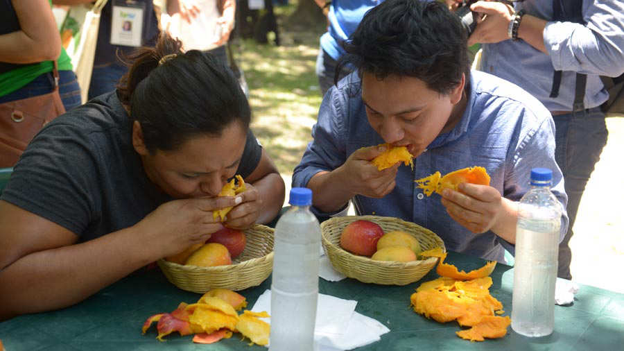 El mango, la rica fruta de temporada que disfrutan los salvadoreños