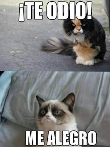 memes-de-grumpy-cat4