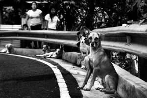 Historia-perros-El-Guaje_02