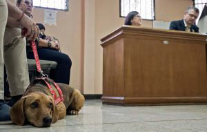 COSTA RICA-ANIMAL-ABUSE-JUSTICE