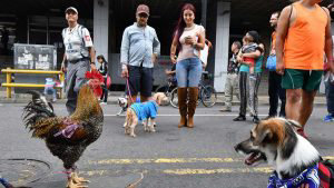 COSTA RICA-ANIMALS-ABUSE-LAW