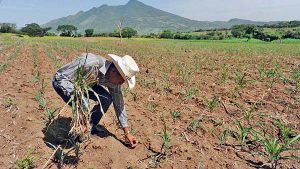 ONU advierte sobre aumento en precios de los alimentos por el fenómeno de El Niño