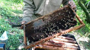 abejas-8