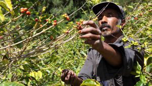 Caficultores comienzan a sufrir estragos  por la sequía