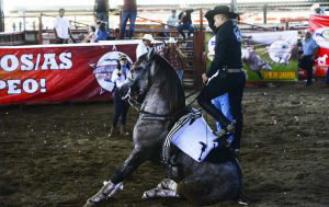feria382