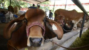 feria384