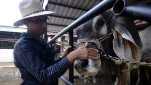 feria387