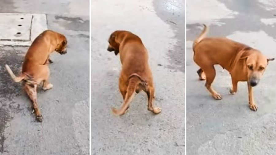 sentido reposo pista Video: Perrito tailandés finge fractura de pata para recibir comida |  Noticias de El Salvador - elsalvador.com