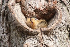 Corey-Seeman_Who-would-like-a-peanut-Squirrels-at-the-University-of-Michigan_00003651