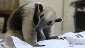 oso-hormiguero-02